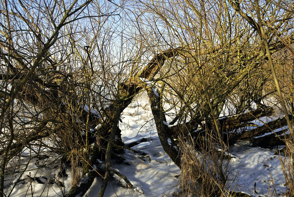 warwisch (08)
