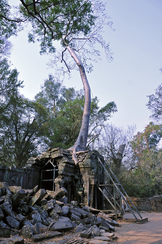 kambodscha - tempel von anghor - ta prohm (20)