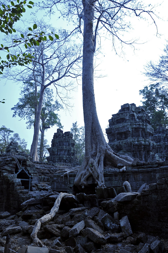 kambodscha - tempel von anghor - ta prohm (25)