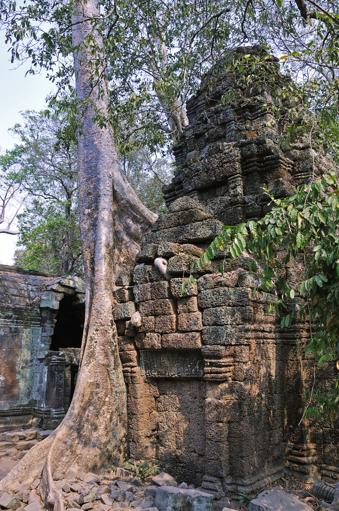 kambodscha - tempel von anghor - ta prohm (26)