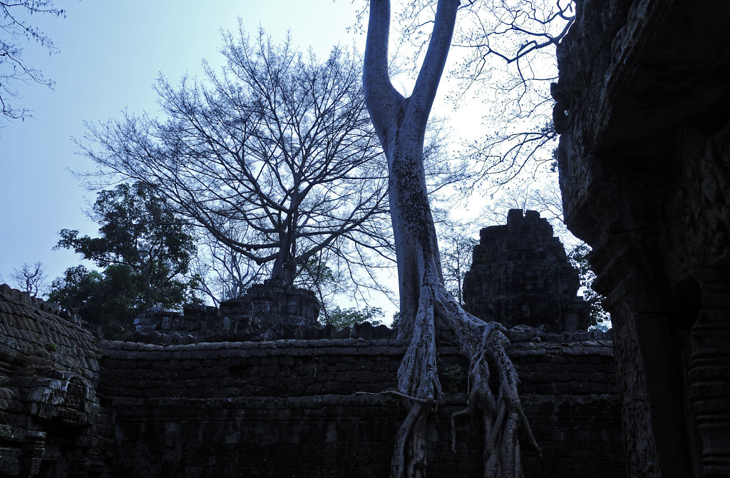 kambodscha - tempel von anghor - ta prohm (28)