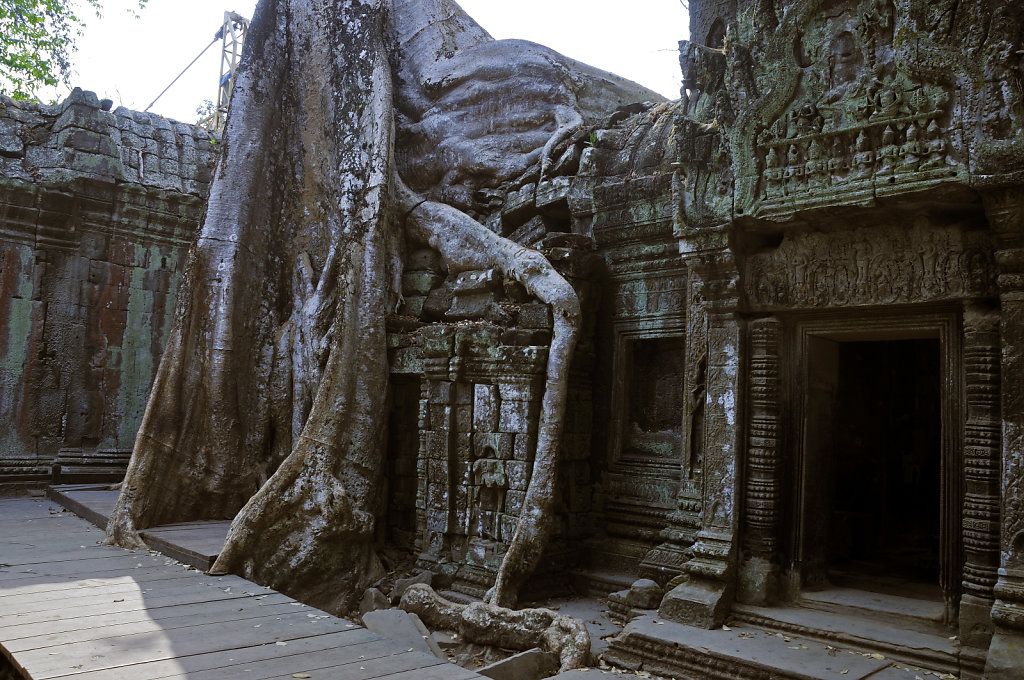 kambodscha - tempel von anghor - ta prohm (31)