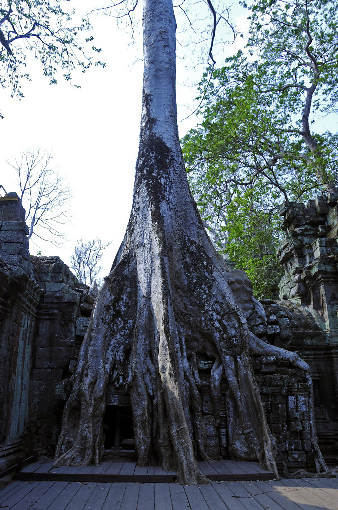 kambodscha - tempel von anghor - ta prohm (32)
