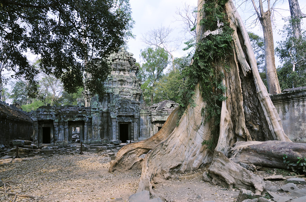 kambodscha - tempel von anghor - ta prohm (34)