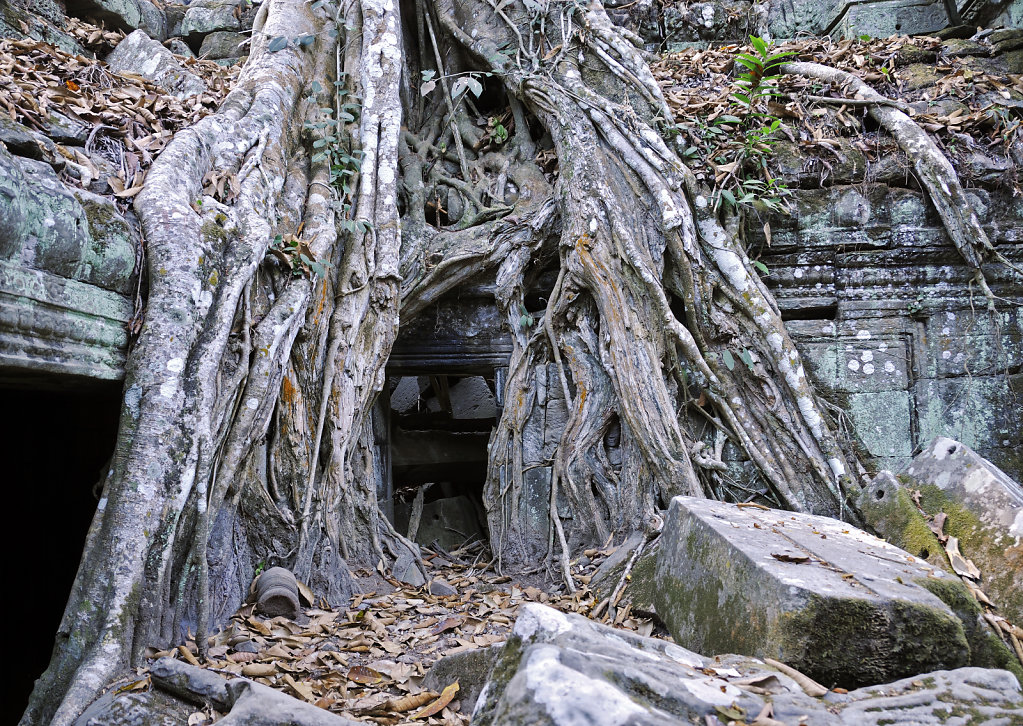 kambodscha - tempel von anghor - ta prohm (39)