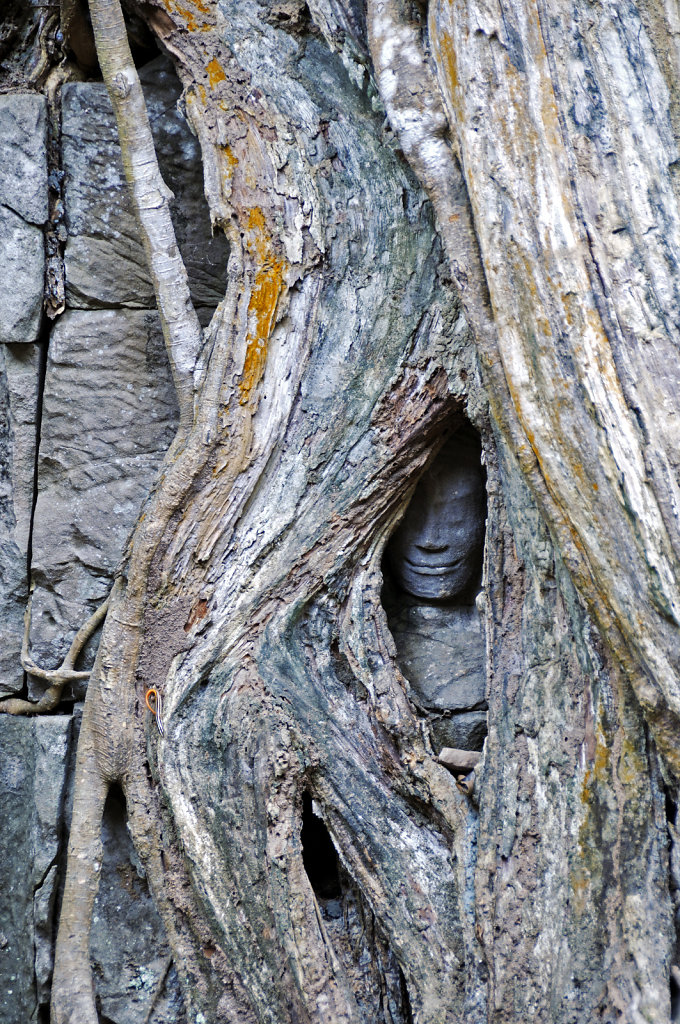 kambodscha - tempel von anghor - ta prohm (40)