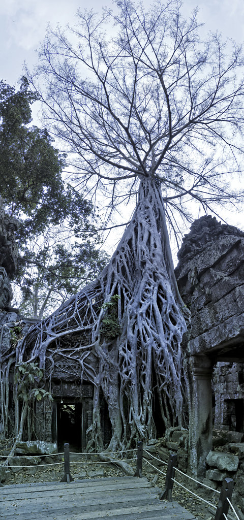 kambodscha - tempel von anghor - ta prohm (46) - teilpanorama te