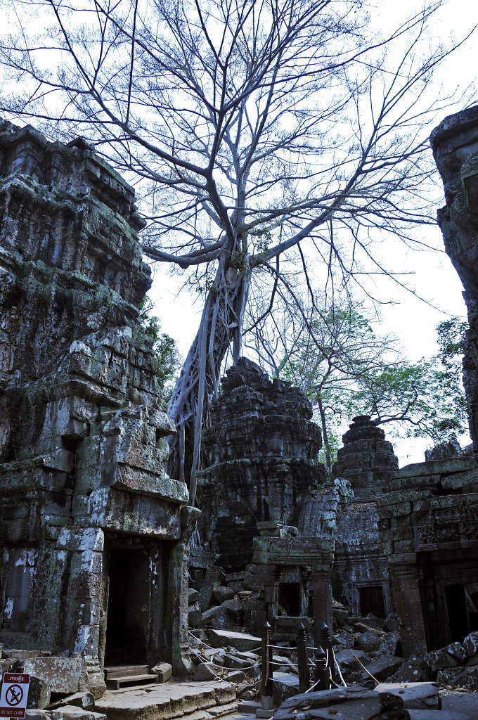 kambodscha - tempel von anghor - ta prohm (48)