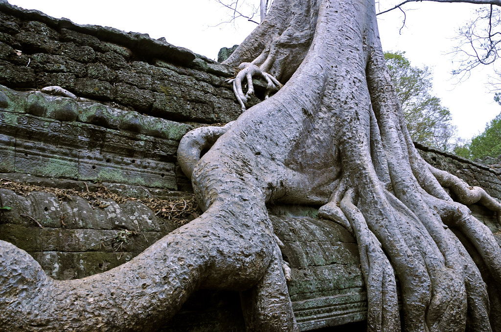 kambodscha - tempel von anghor - ta prohm (50)