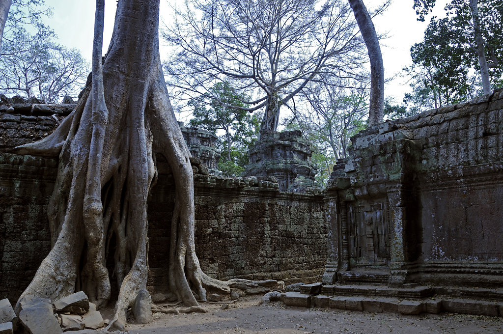 kambodscha - tempel von anghor - ta prohm (54)