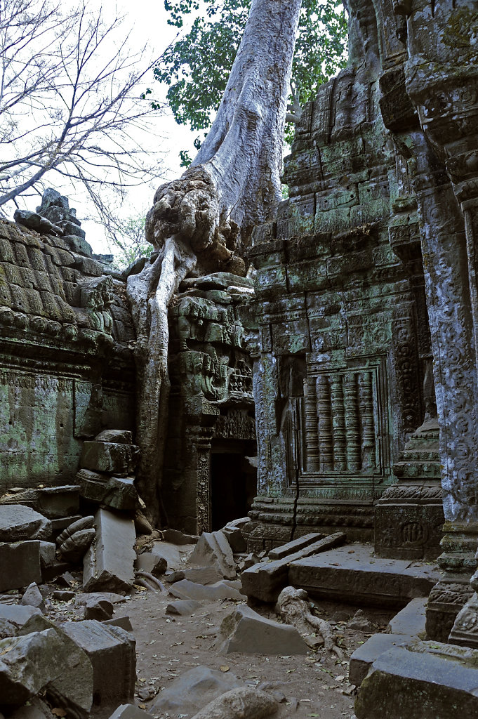 kambodscha - tempel von anghor - ta prohm (55)