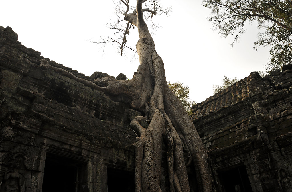 kambodscha - tempel von anghor - ta prohm (13)