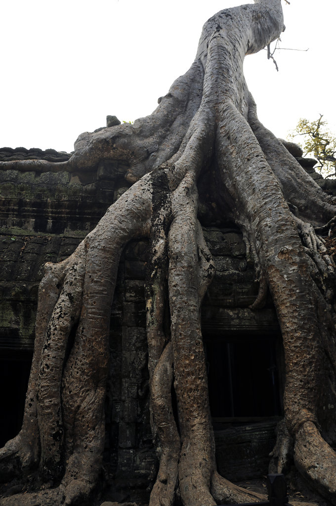 kambodscha - tempel von anghor - ta prohm (14)