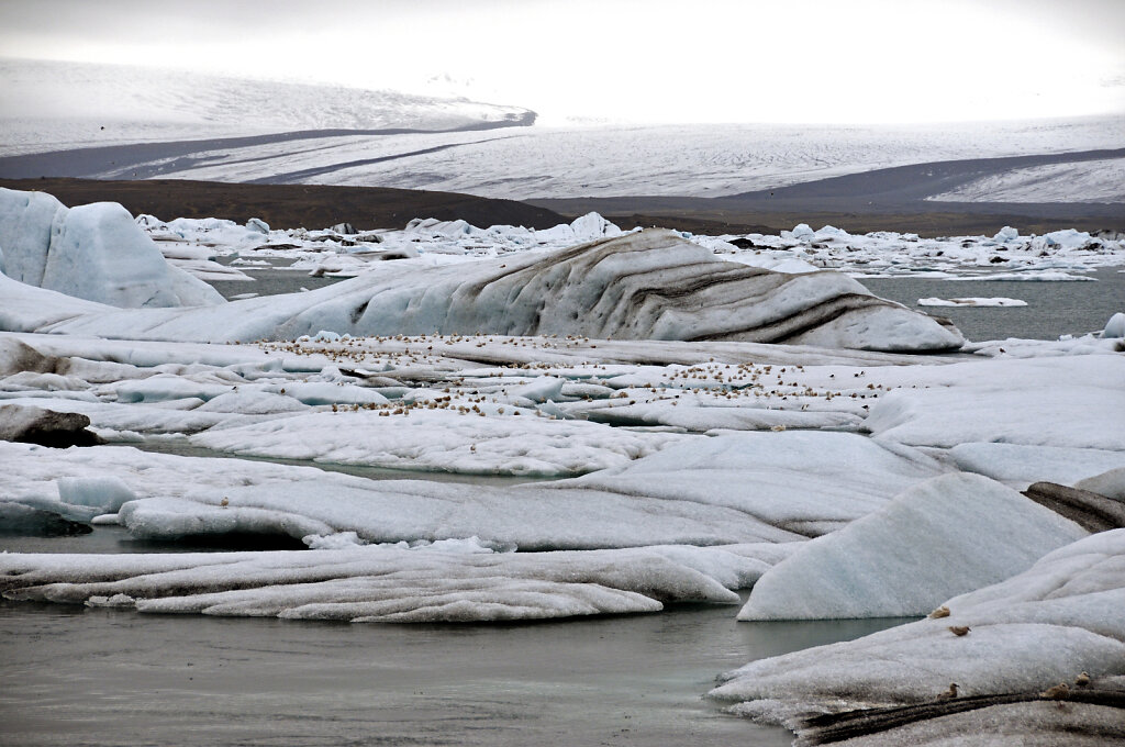island – jökulsárlón (01)