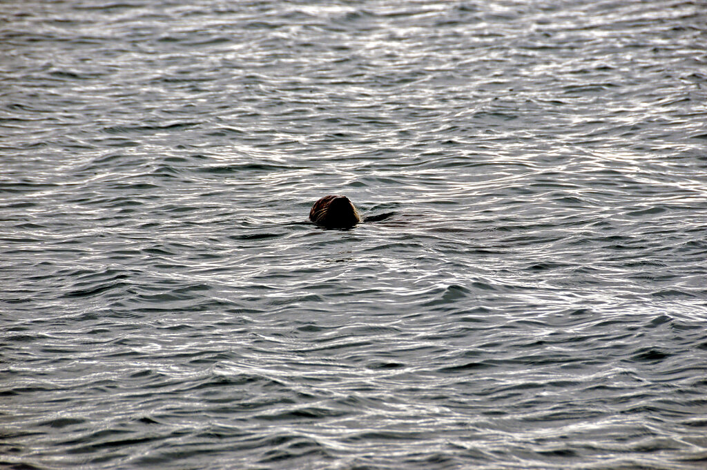 island – jökulsárlón (15)